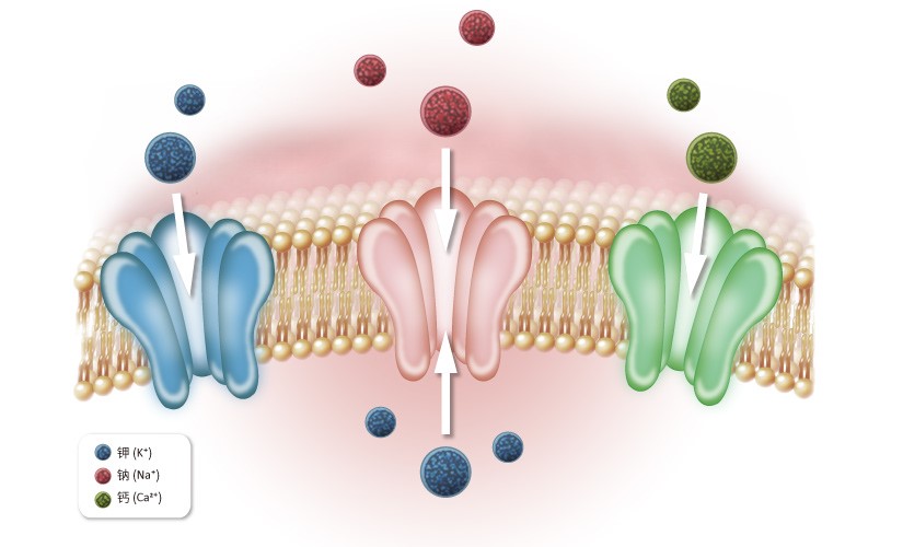 脑片6.jpg